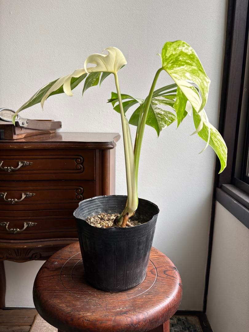 モンステラ　ペッサム　バリエガータ　5号