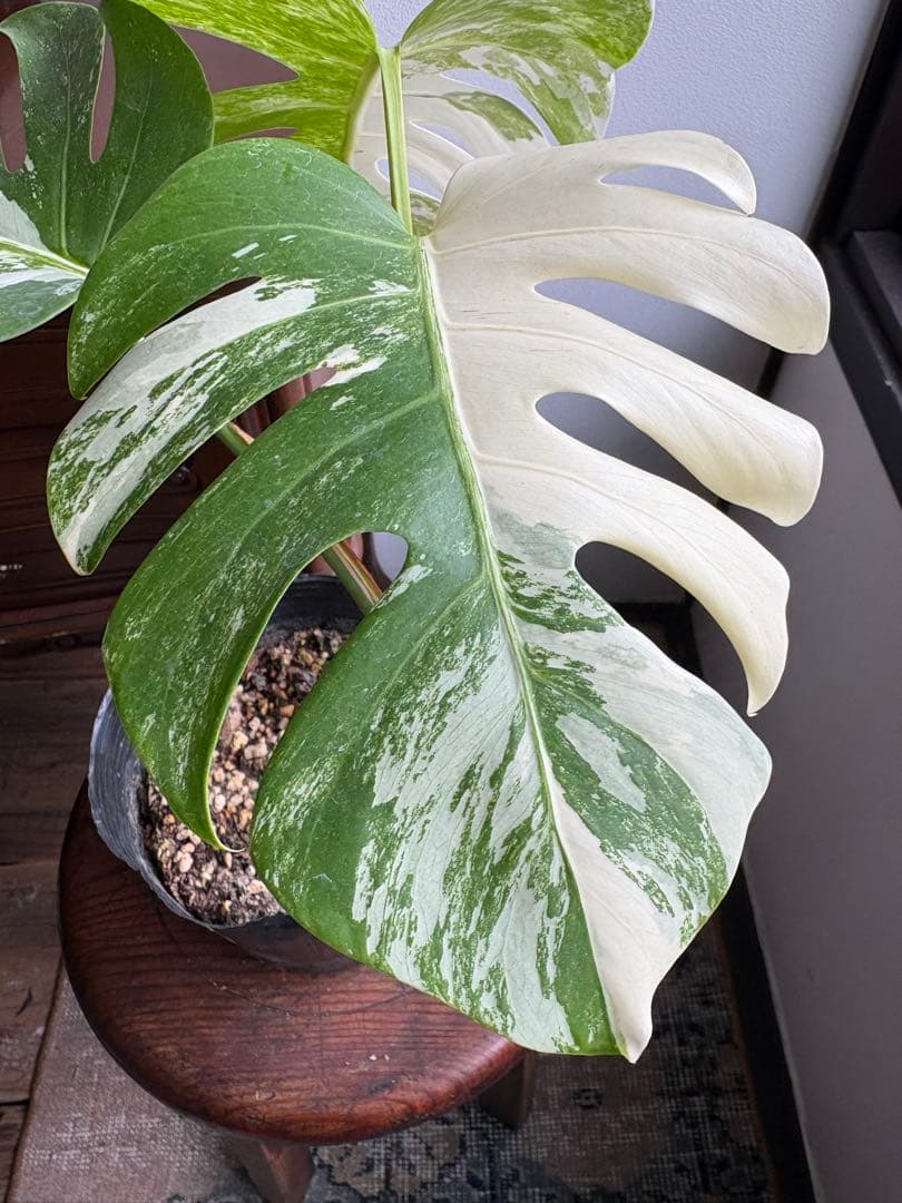 モンステラ　ペッサム　バリエガータ　5号