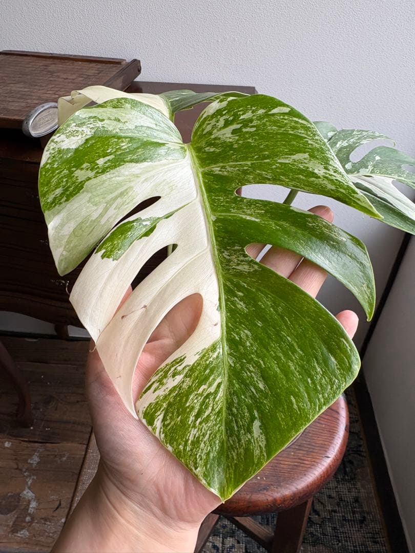 モンステラ　ペッサム　バリエガータ　5号