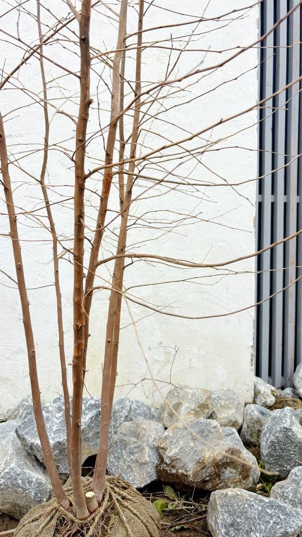 エゴノキ株立ち1.8M(鉢底から) - メルカリ