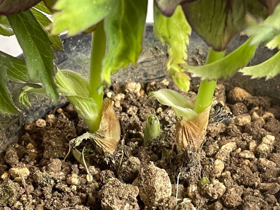 ⭐️専用 小輪トルカータス ストロング ベイン - メルカリ