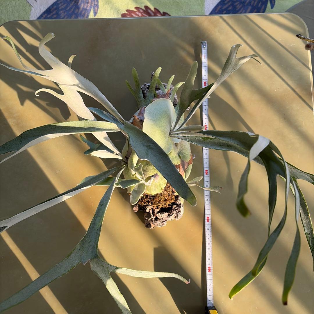 吊り下げ式 ビカクシダ ベイチー　親株