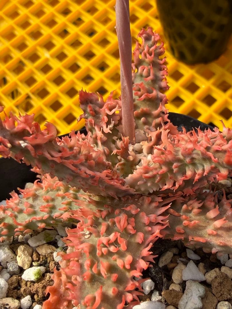 まとめセットアロエ　ハイブリッド　Aloe hybrid 第四種　Fe−4