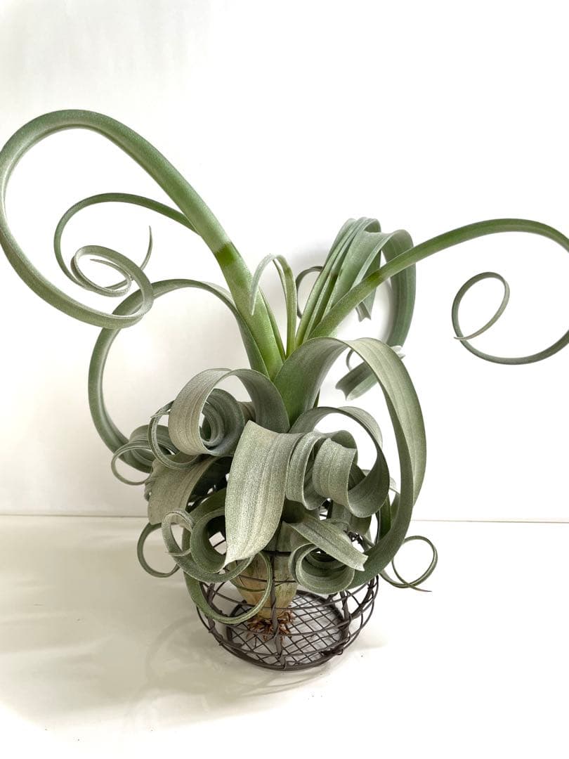 チランジア　カーリースリム　大きめ　希少　エアプランツ