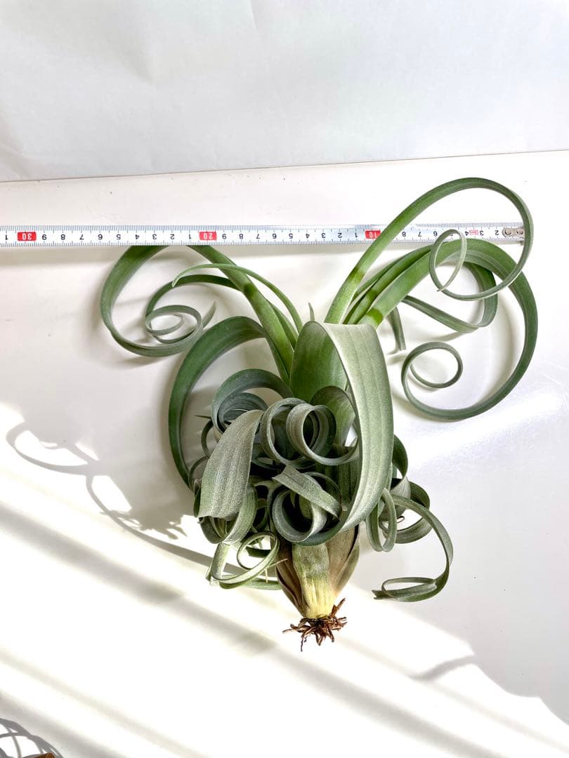 チランジア　カーリースリム　大きめ　希少　エアプランツ