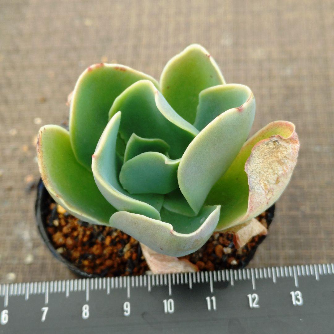 sp Cumbre Oaxaca 多肉植物抜き苗 - メルカリ