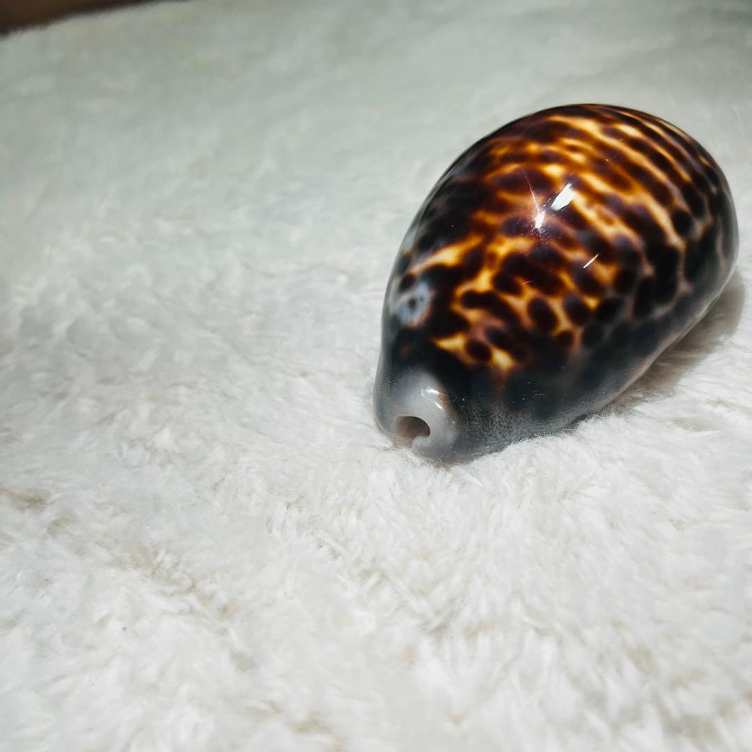 希少！特大沖縄県天然星宝貝（ホシダカラ）