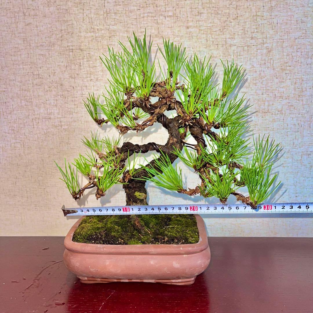 大幅値下げ】世界が注目 良型黒松 黒松 資産価値 早い者勝ち 盆栽