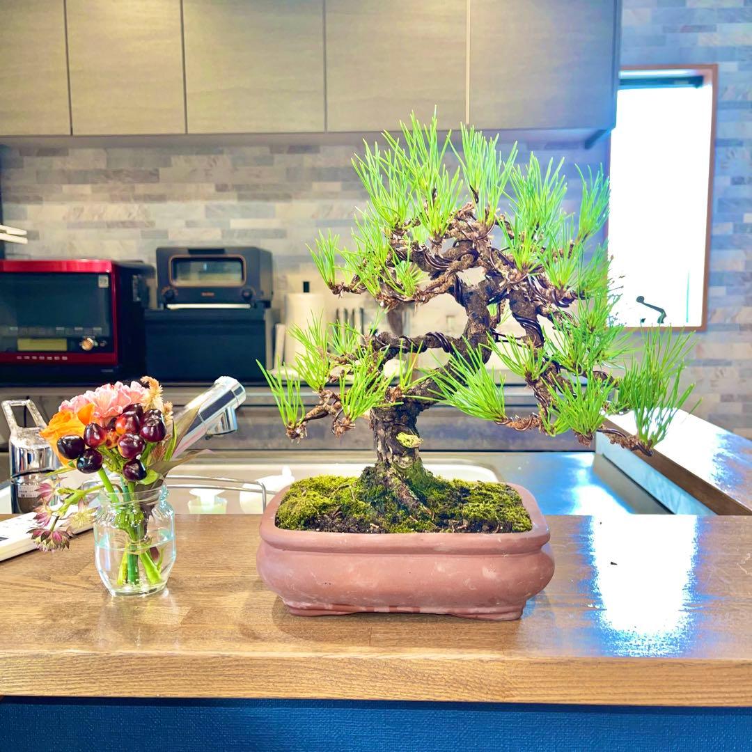 大幅値下げ】世界が注目 良型黒松 黒松 資産価値 早い者勝ち 盆栽