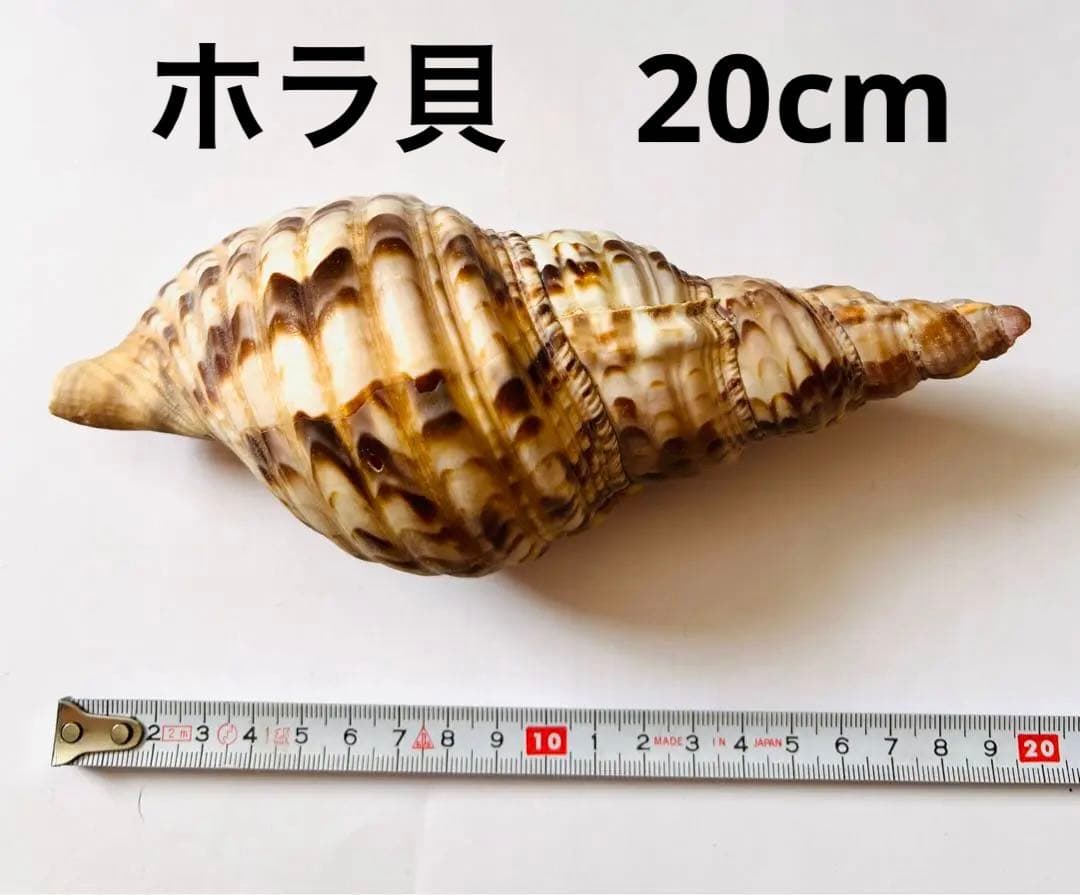 【希少】【送料込】天然ホラ貝　法螺貝　20センチ　インテリア　置物