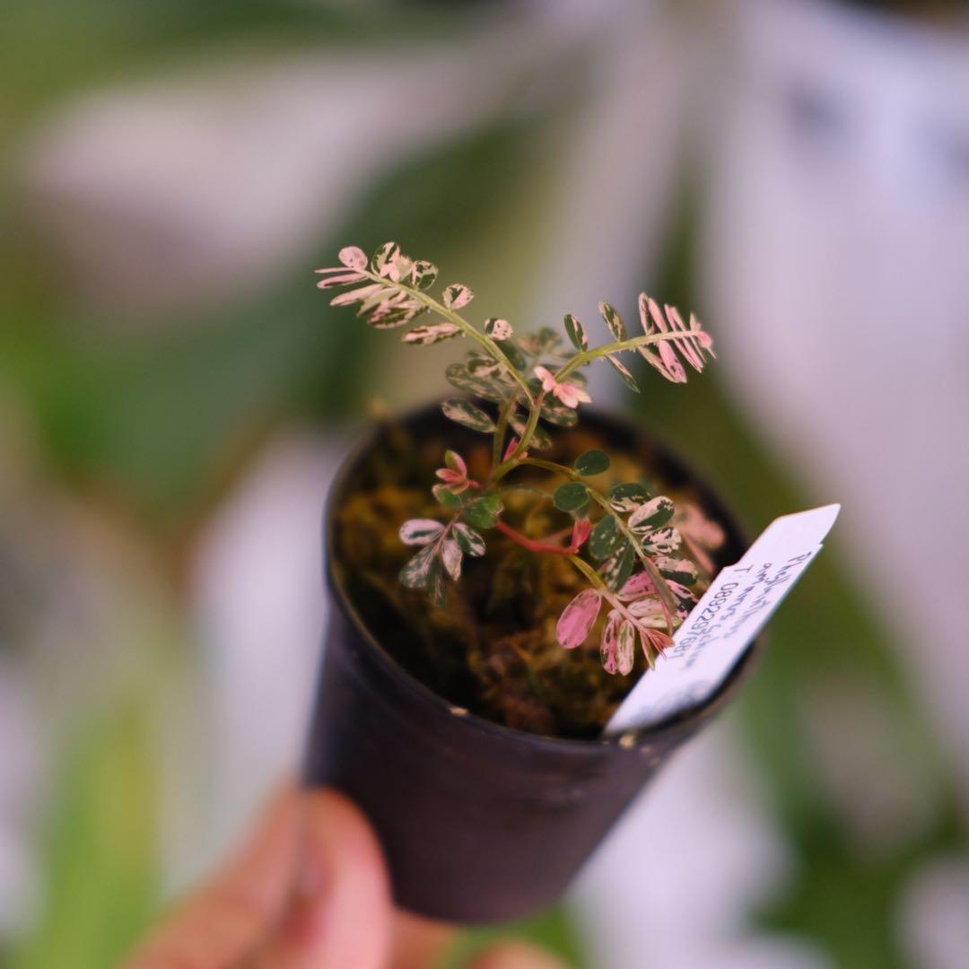 Phyllanthus urinaria Pink｜フィランサス・ウリナリア②