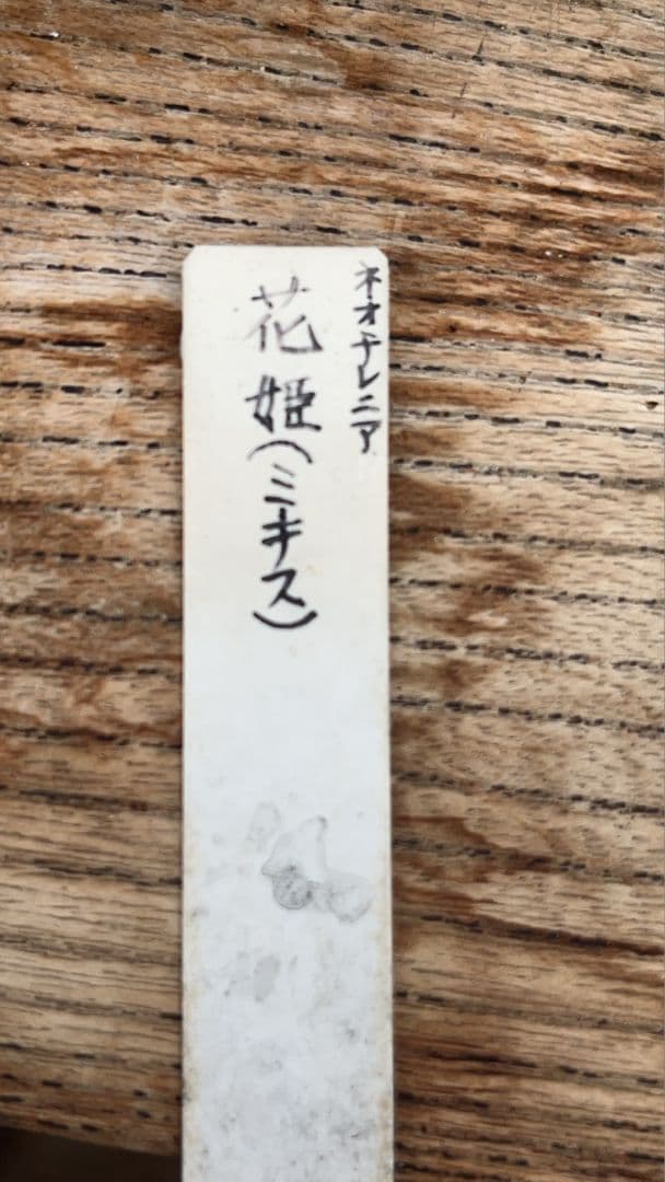 実生25年 ネオチレニア ミチス 群生 花姫