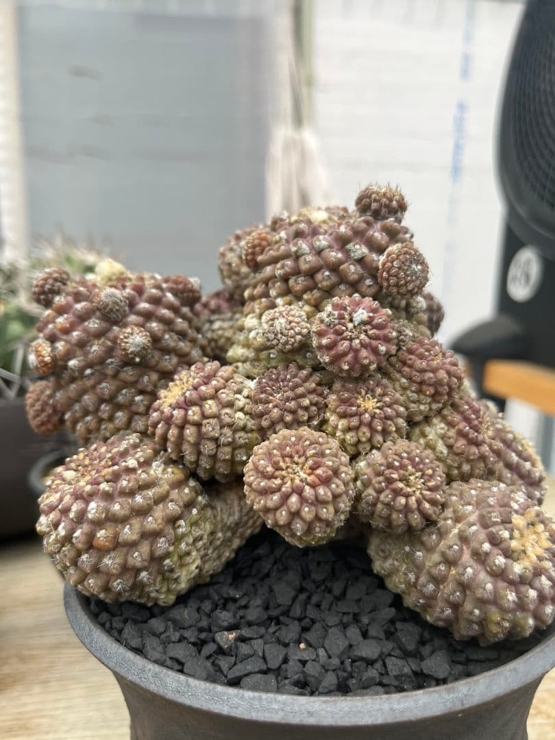 実生25年 ネオチレニア ミチス 群生 花姫