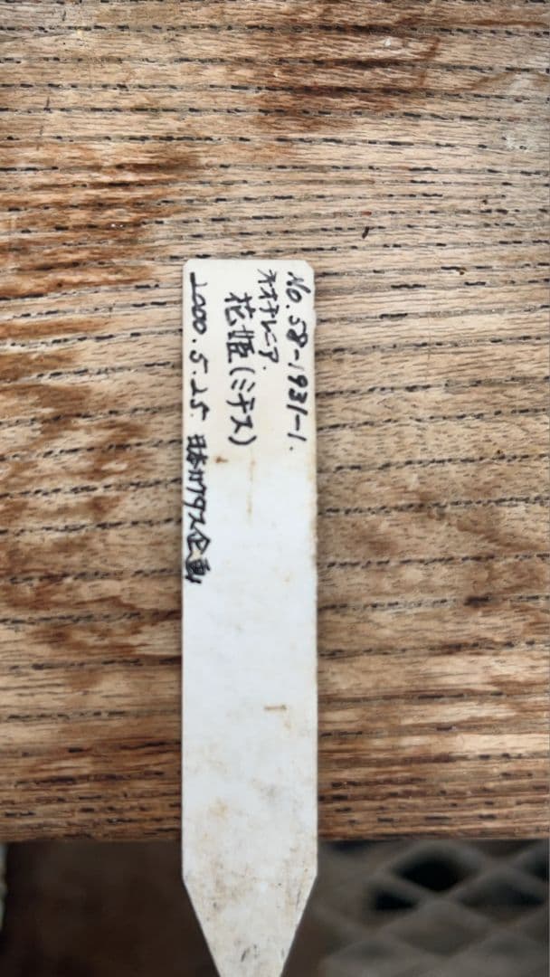 実生25年 ネオチレニア ミチス 群生 花姫