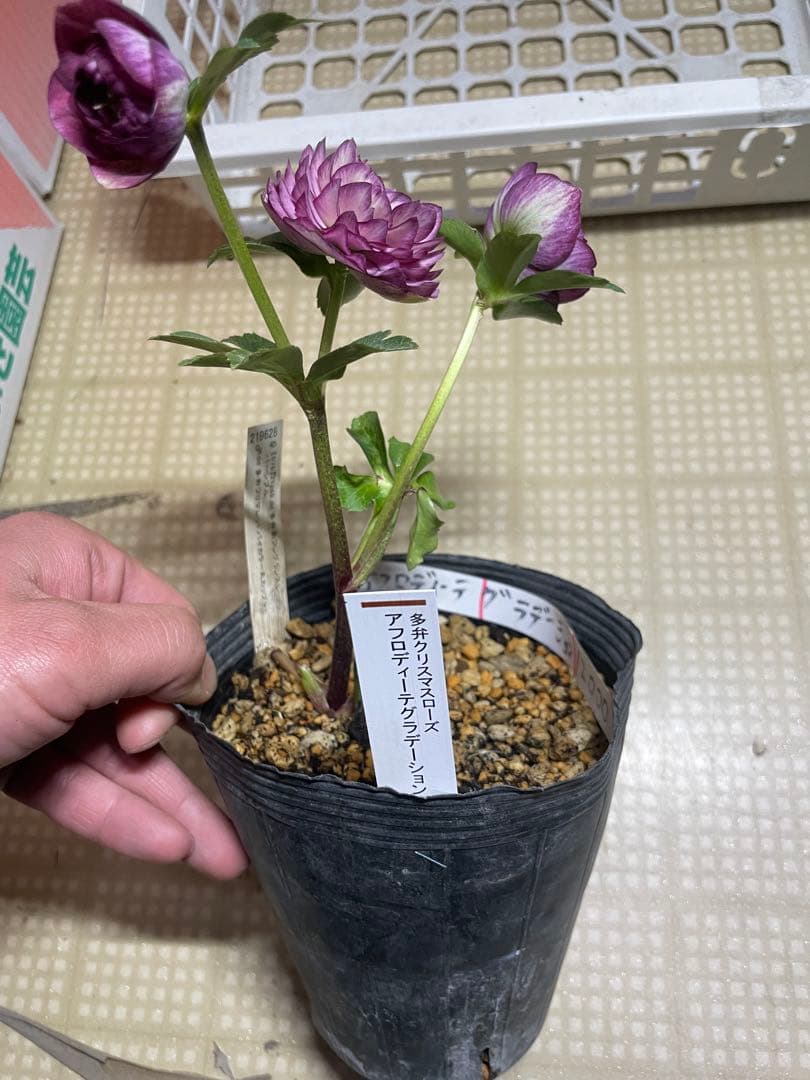 加藤農園 アフロディーテグラデージョン クリスマスローズ