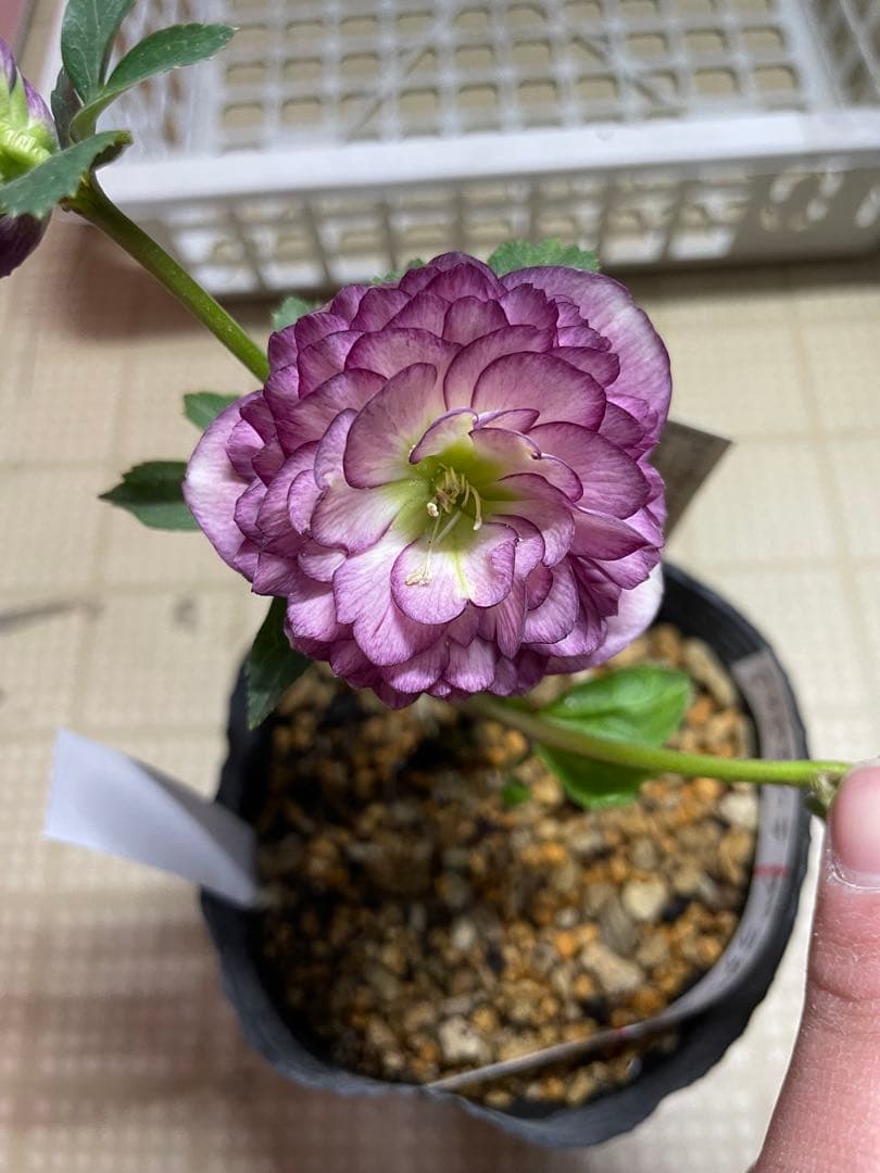 加藤農園 アフロディーテグラデージョン クリスマスローズ