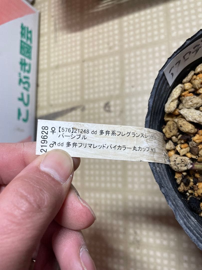 加藤農園 アフロディーテグラデージョン クリスマスローズ