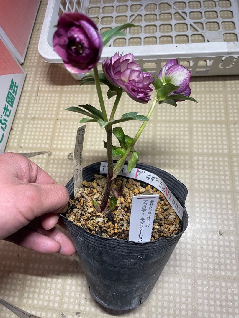 加藤農園 アフロディーテグラデージョン クリスマスローズ