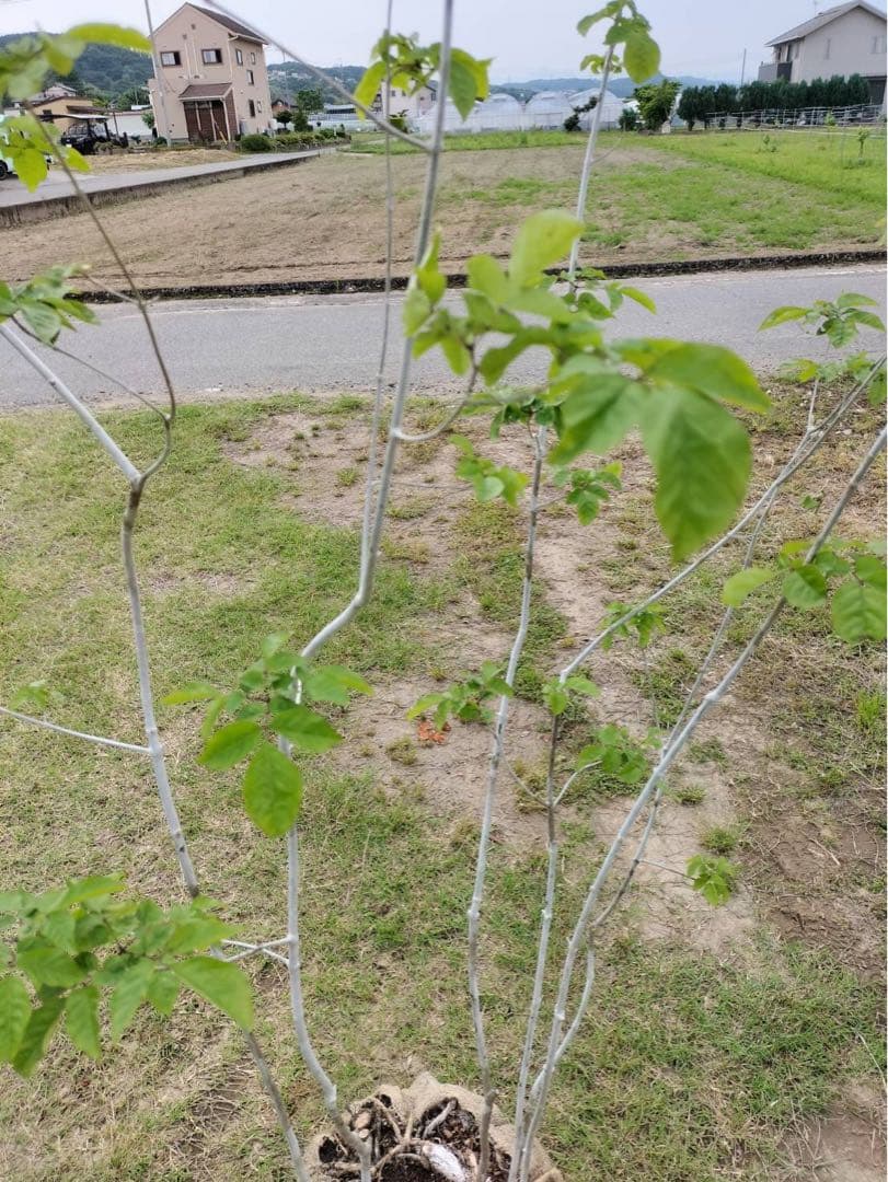 山採り アオダモ 株立ち 6本立ち