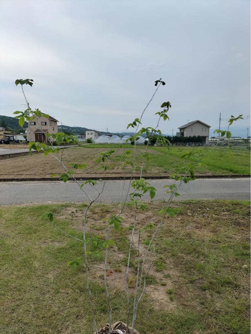 山採り アオダモ 株立ち 6本立ち