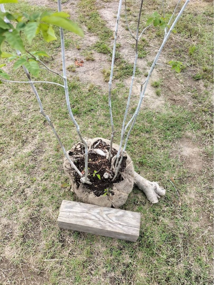 山採り アオダモ 株立ち 6本立ち