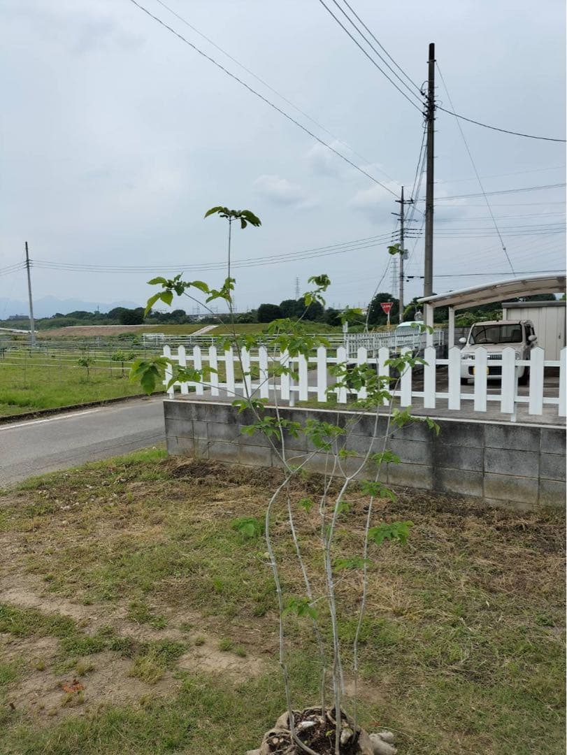 山採り アオダモ 株立ち 6本立ち