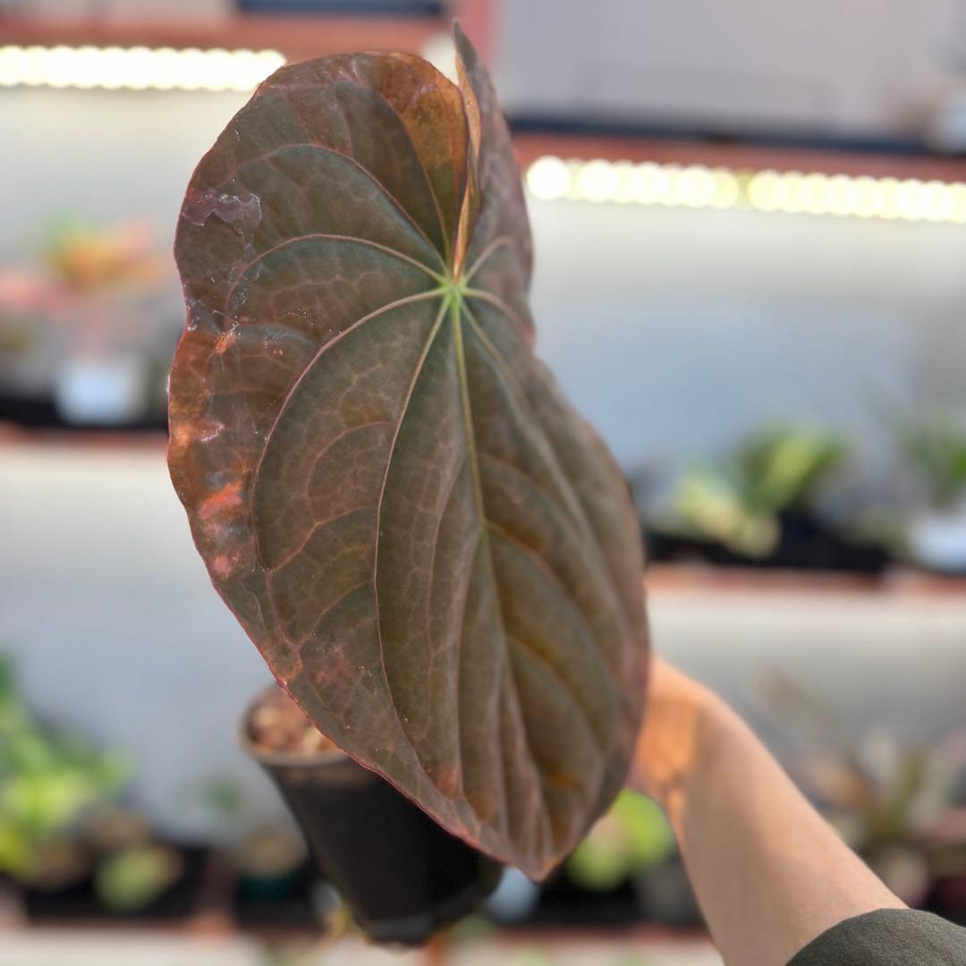 P*a様 69 アンスリウム　アントラキー×パピリラミナム　展開中の成長キズあり