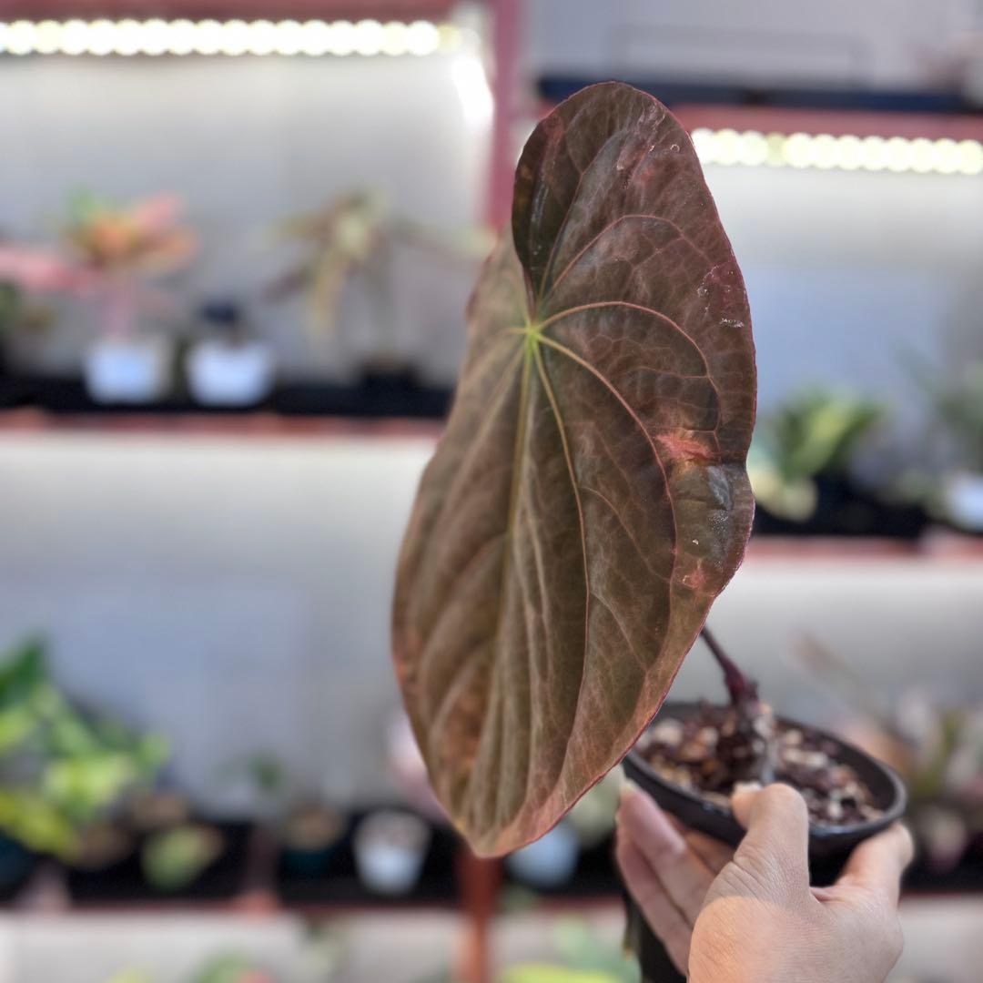 P*a様 69 アンスリウム　アントラキー×パピリラミナム　展開中の成長キズあり