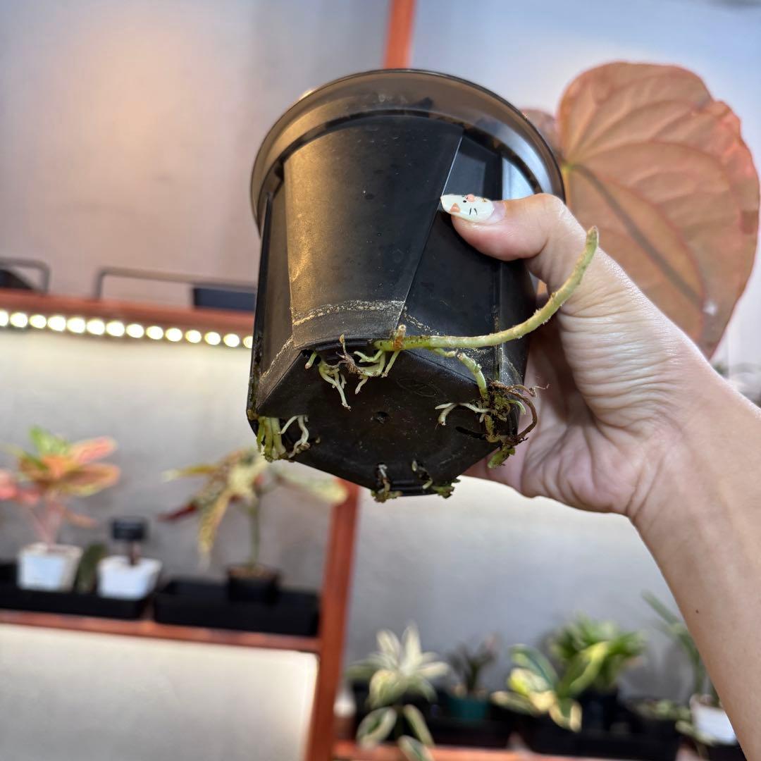 P*a様 69 アンスリウム　アントラキー×パピリラミナム　展開中の成長キズあり