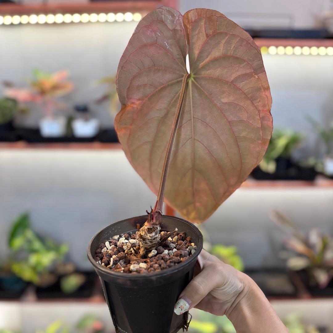 P*a様 69 アンスリウム　アントラキー×パピリラミナム　展開中の成長キズあり