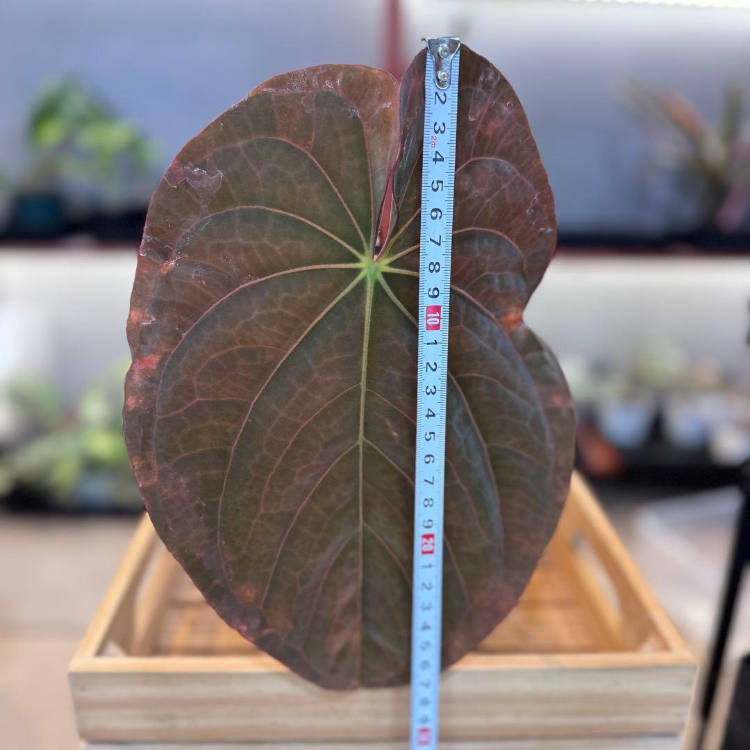 P*a様 69 アンスリウム　アントラキー×パピリラミナム　展開中の成長キズあり