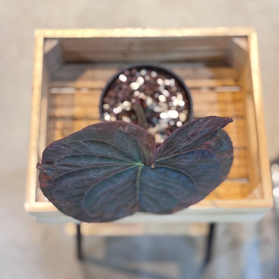 P*a様 69 アンスリウム　アントラキー×パピリラミナム　展開中の成長キズあり