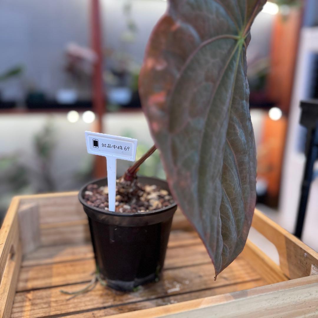 P*a様 69 アンスリウム　アントラキー×パピリラミナム　展開中の成長キズあり