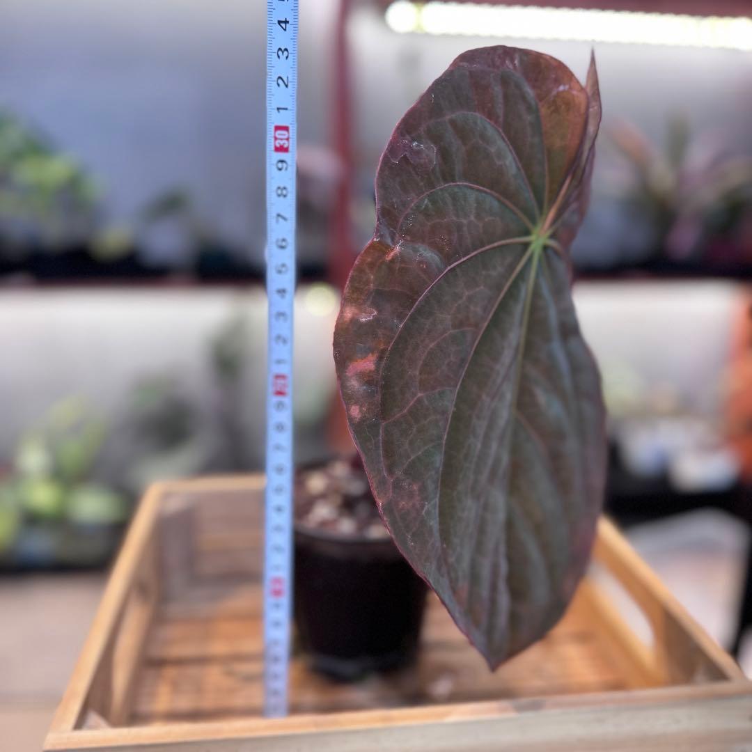 P*a様 69 アンスリウム　アントラキー×パピリラミナム　展開中の成長キズあり