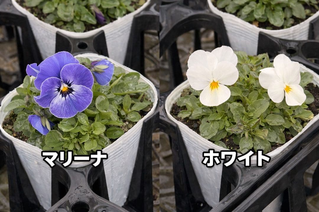 ビオラ ソルベ 10.5cm