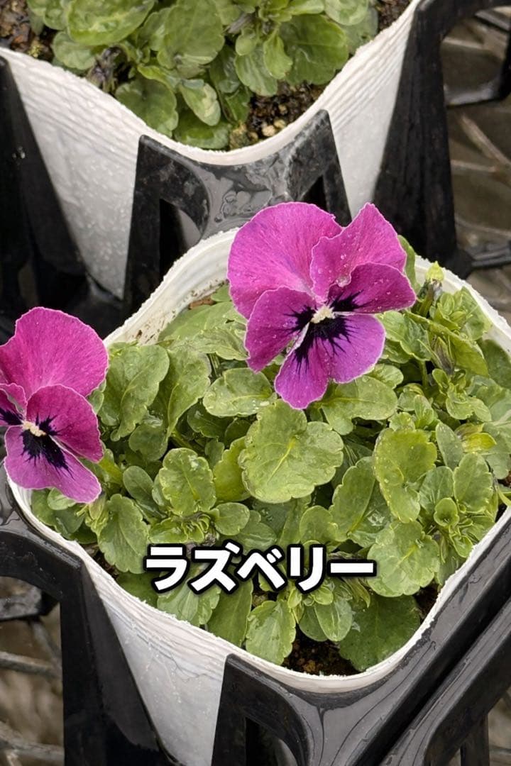 ビオラ ソルベ 10.5cm