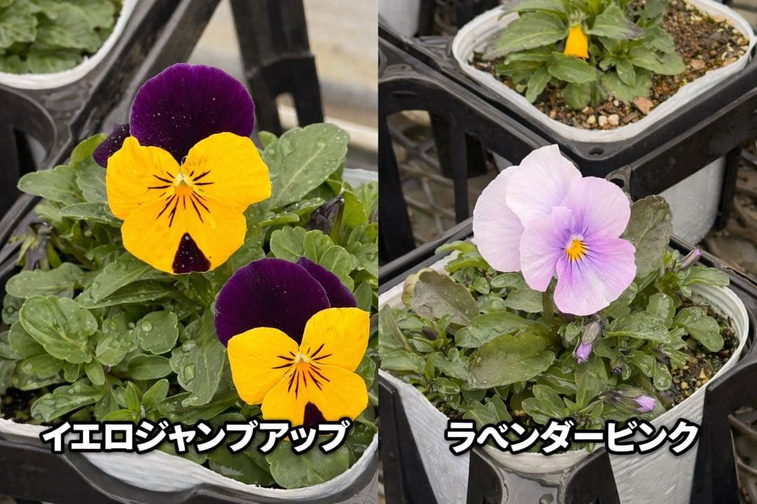 ビオラ ソルベ 10.5cm