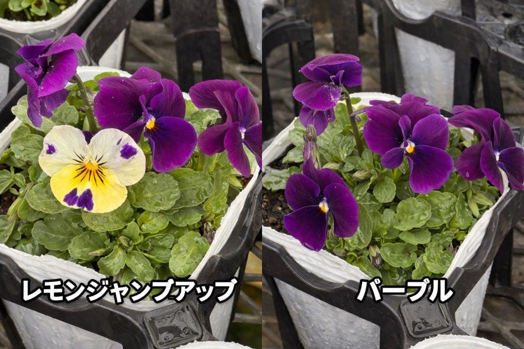 ビオラ ソルベ 10.5cm