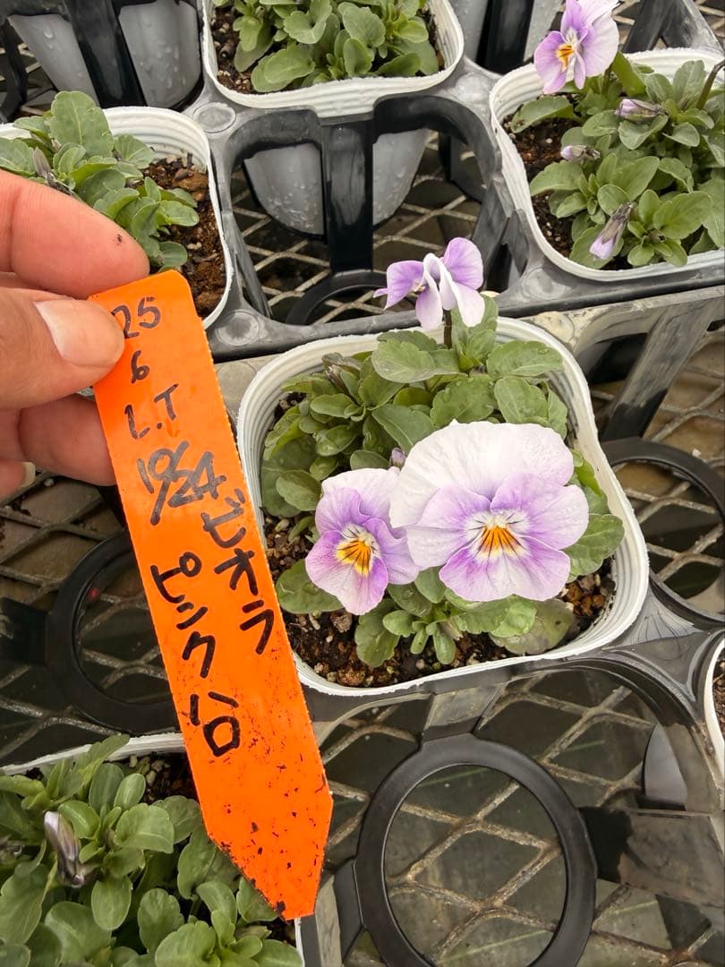 ビオラ ソルベ 10.5cm