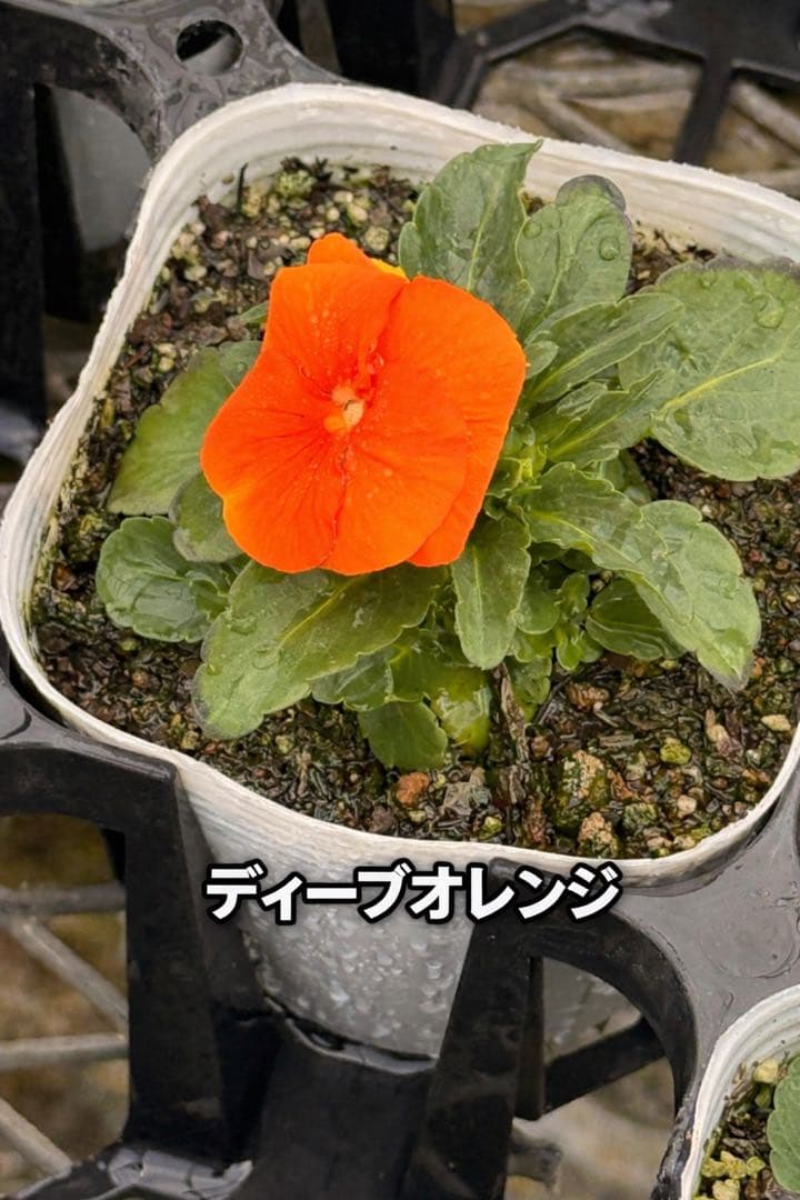 ビオラ ソルベ 10.5cm