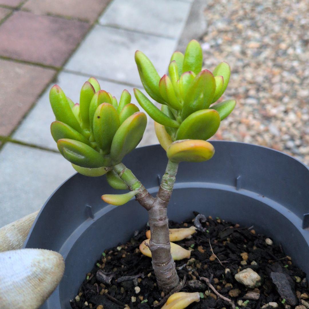 金のなる木　ゴーラム　抜き苗