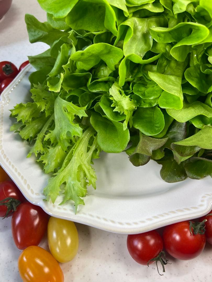 新品　ディナープレート　お皿　3カラー　ホワイト　ココア　グレー　3枚セット