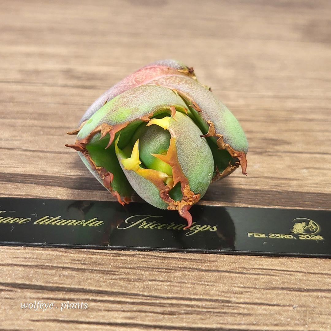 アガベ チタノタ トリケラトプス PUP カクタスグリーン 白犀牛 PUP