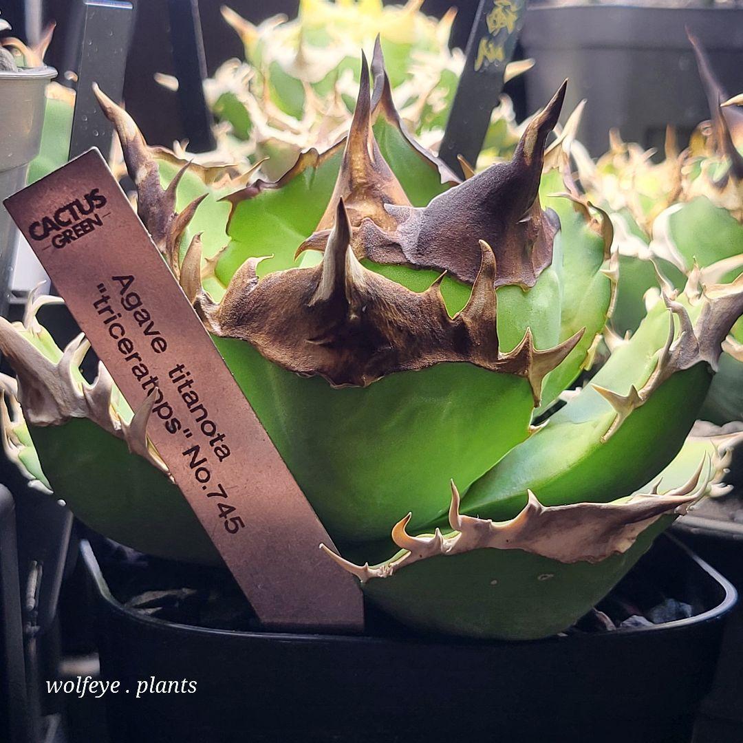 アガベ チタノタ トリケラトプス PUP カクタスグリーン 白犀牛 PUP