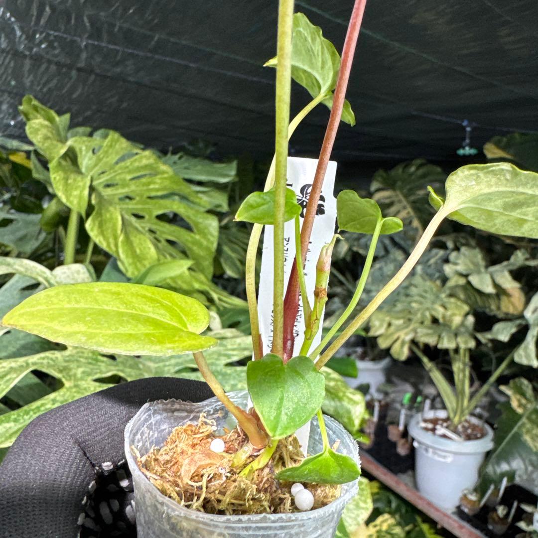 DR3アンスリウム ベッセアエ × デビリス×ドリームウィーバー