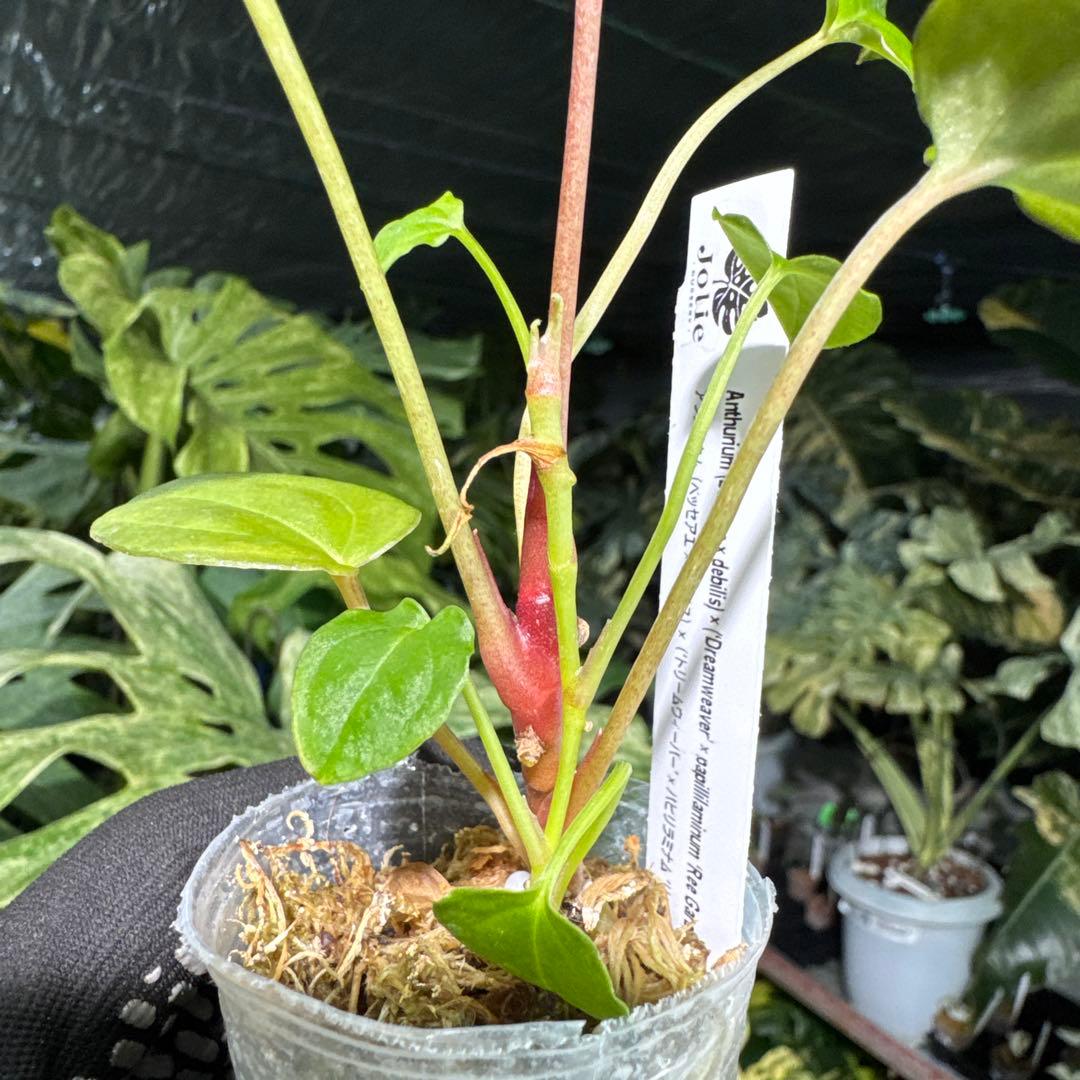 DR3アンスリウム ベッセアエ × デビリス×ドリームウィーバー