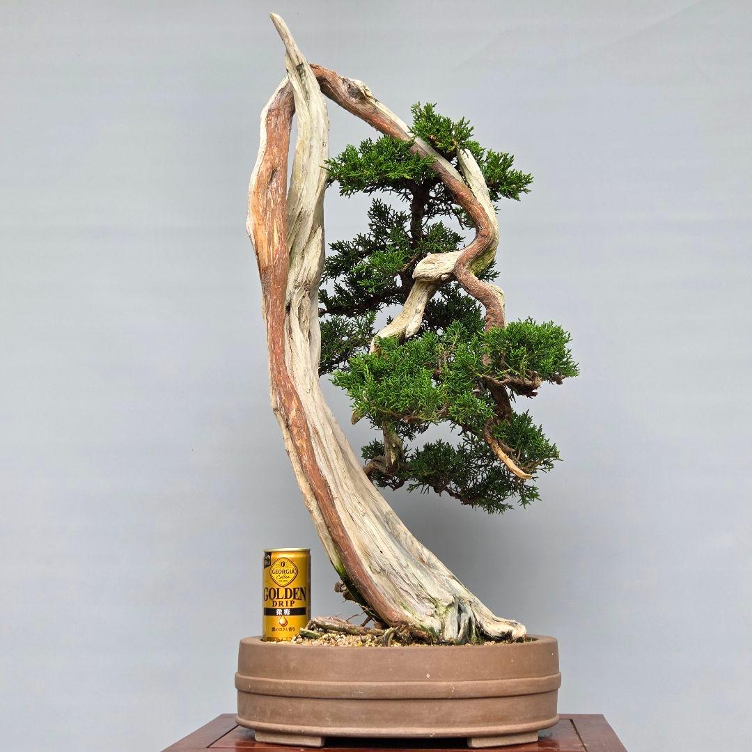 真柏　[舎利幹変わり木]　大品盆栽 WORLDです。