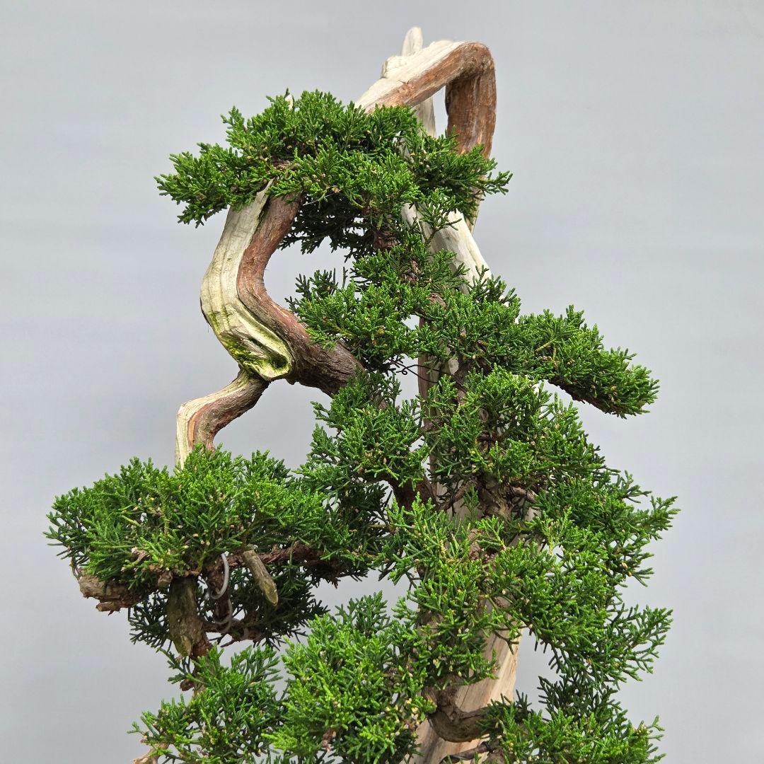 真柏　[舎利幹変わり木]　大品盆栽 WORLDです。