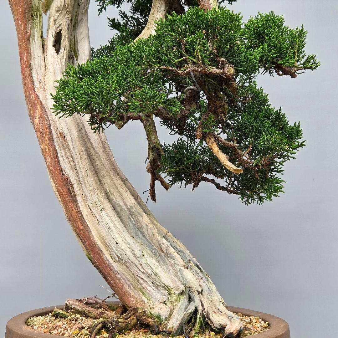 真柏　[舎利幹変わり木]　大品盆栽 WORLDです。