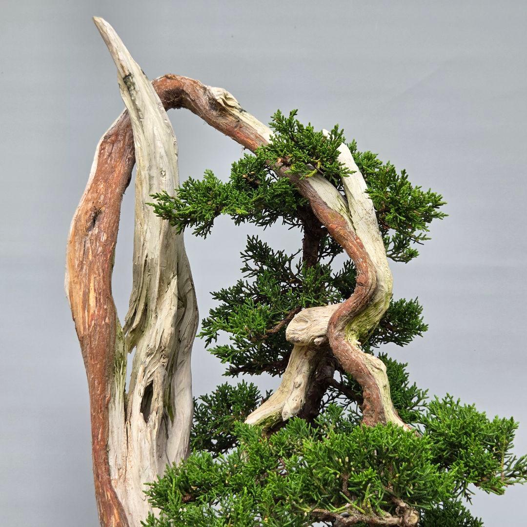 真柏　[舎利幹変わり木]　大品盆栽 WORLDです。